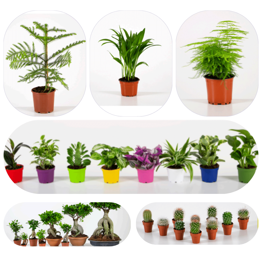 houseplants